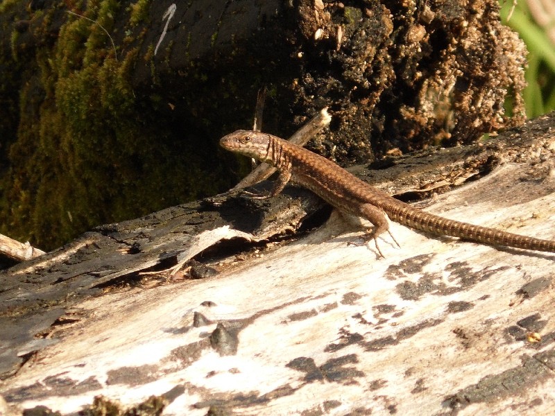 Podarcis muralis?